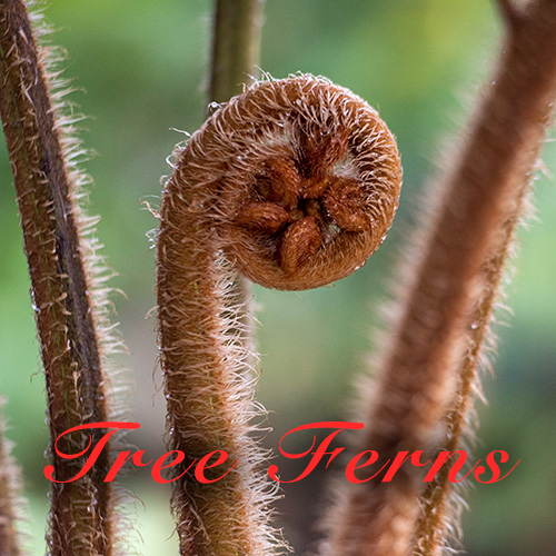 Tree Fern Specials